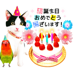 動くねこ！誕生日＆毎日言葉＆イベント