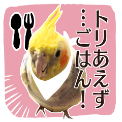 8色のオカメインコ